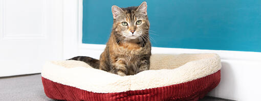 Top Tips for Choosing the Perfect Cat Bed Purina